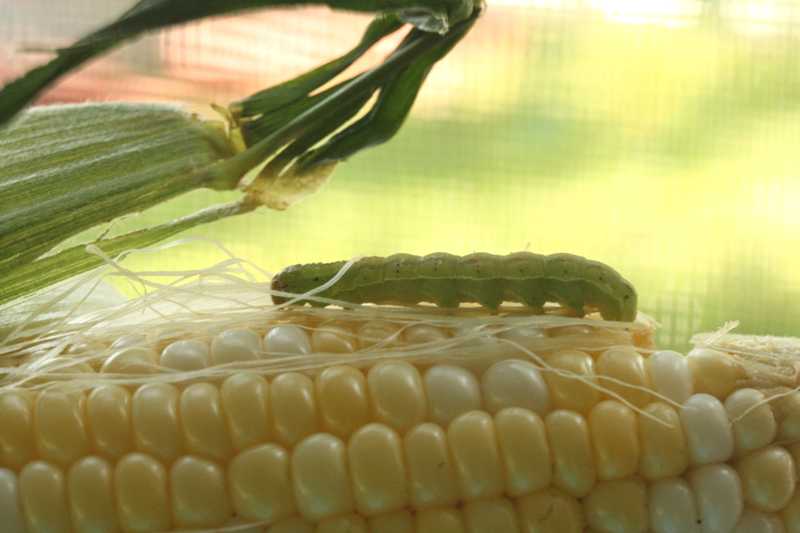 Tomato fruitworm / corn earworm